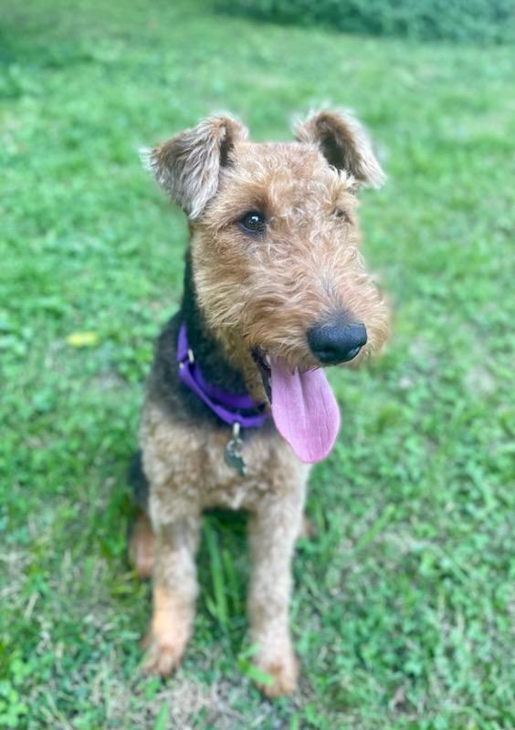 A picture of hazel sitting on the grass