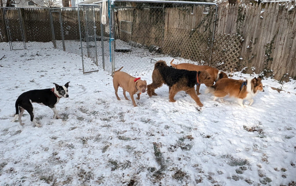 Adopt SOAR Starting Over Airedale Rescue Adopt soar starting over airedale rescue