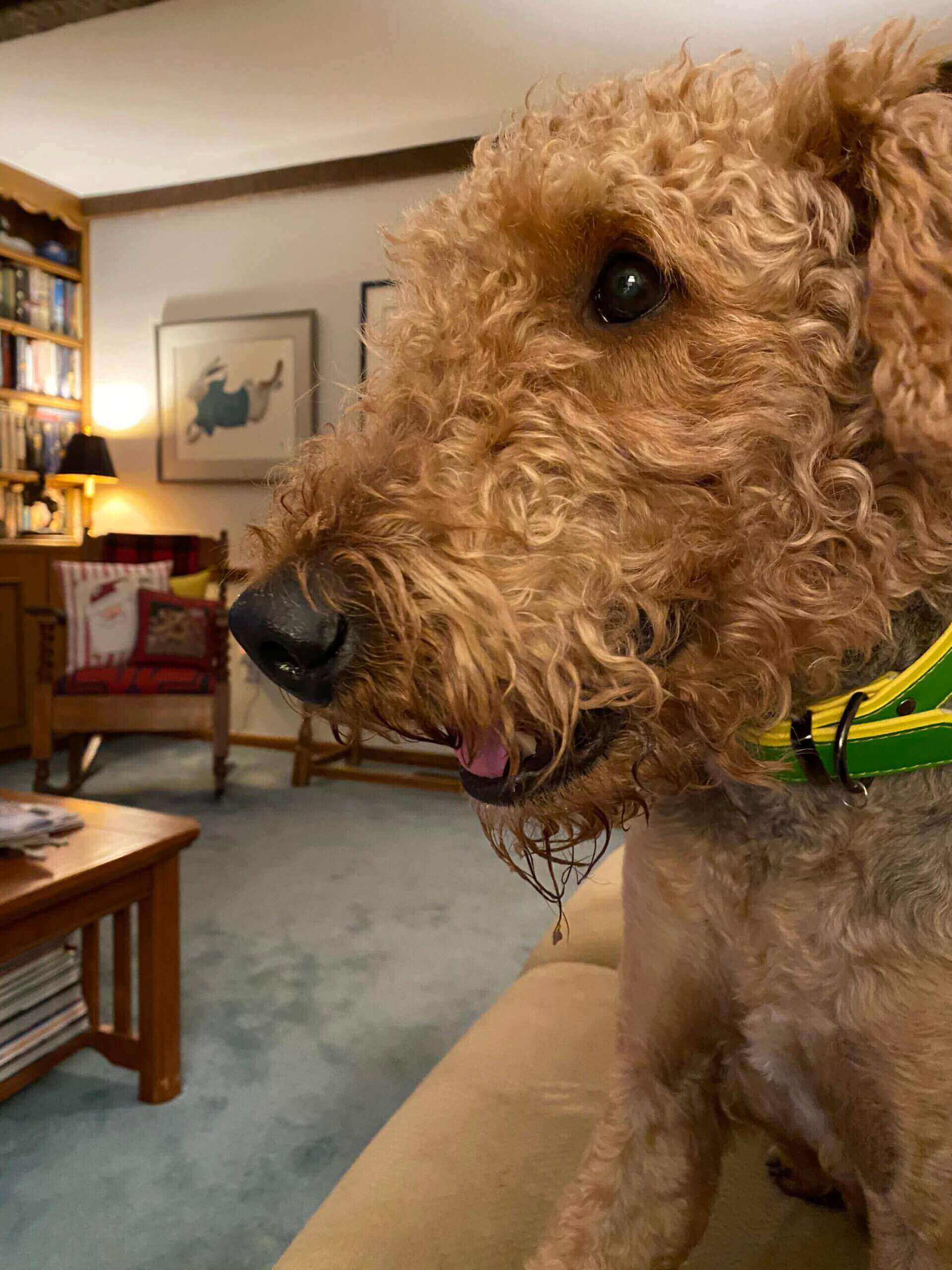 Adopt Pet Caretaker SOAR Starting Over Airedale Rescue Adopt pet caretaker soar starting over airedale rescue