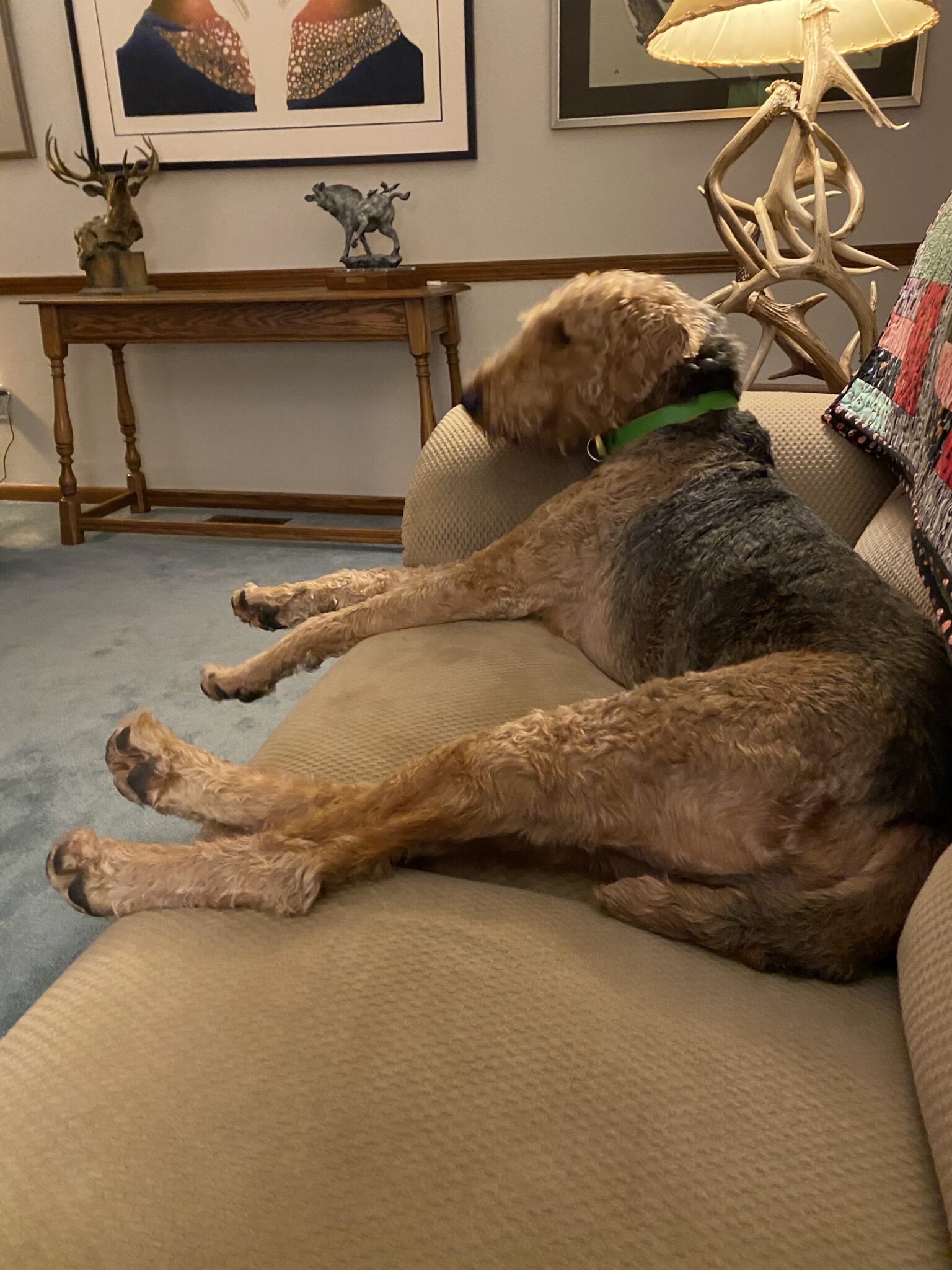 Adopt Pet Caretaker SOAR Starting Over Airedale Rescue Adopt pet caretaker soar starting over airedale rescue