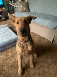 Airedale Terrier dog sitting on carpet.