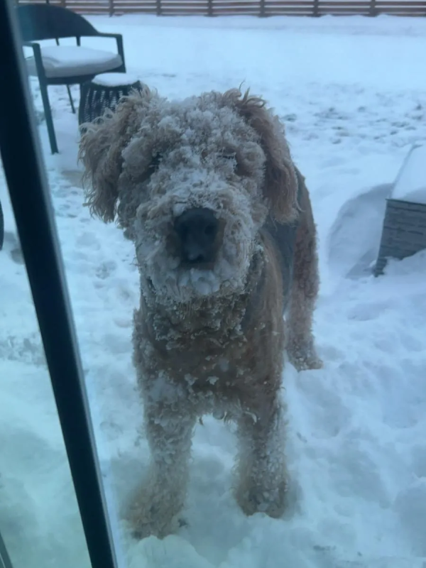 Clydelivingroom Clydelivingroom