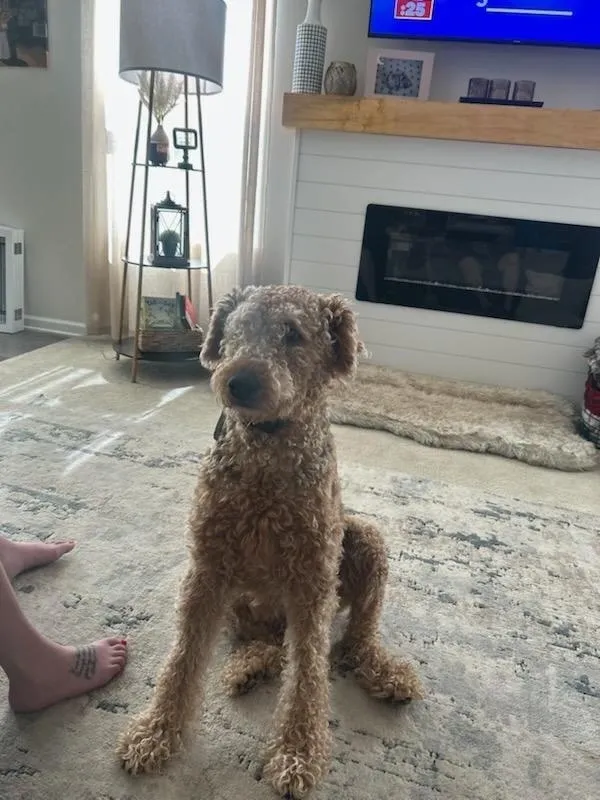 Clydelivingroom Clydelivingroom