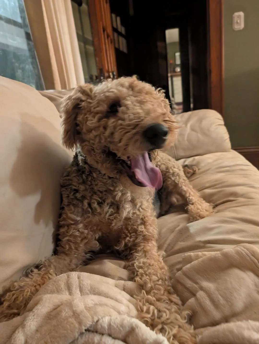 Clydetishascouch Clydetishascouch