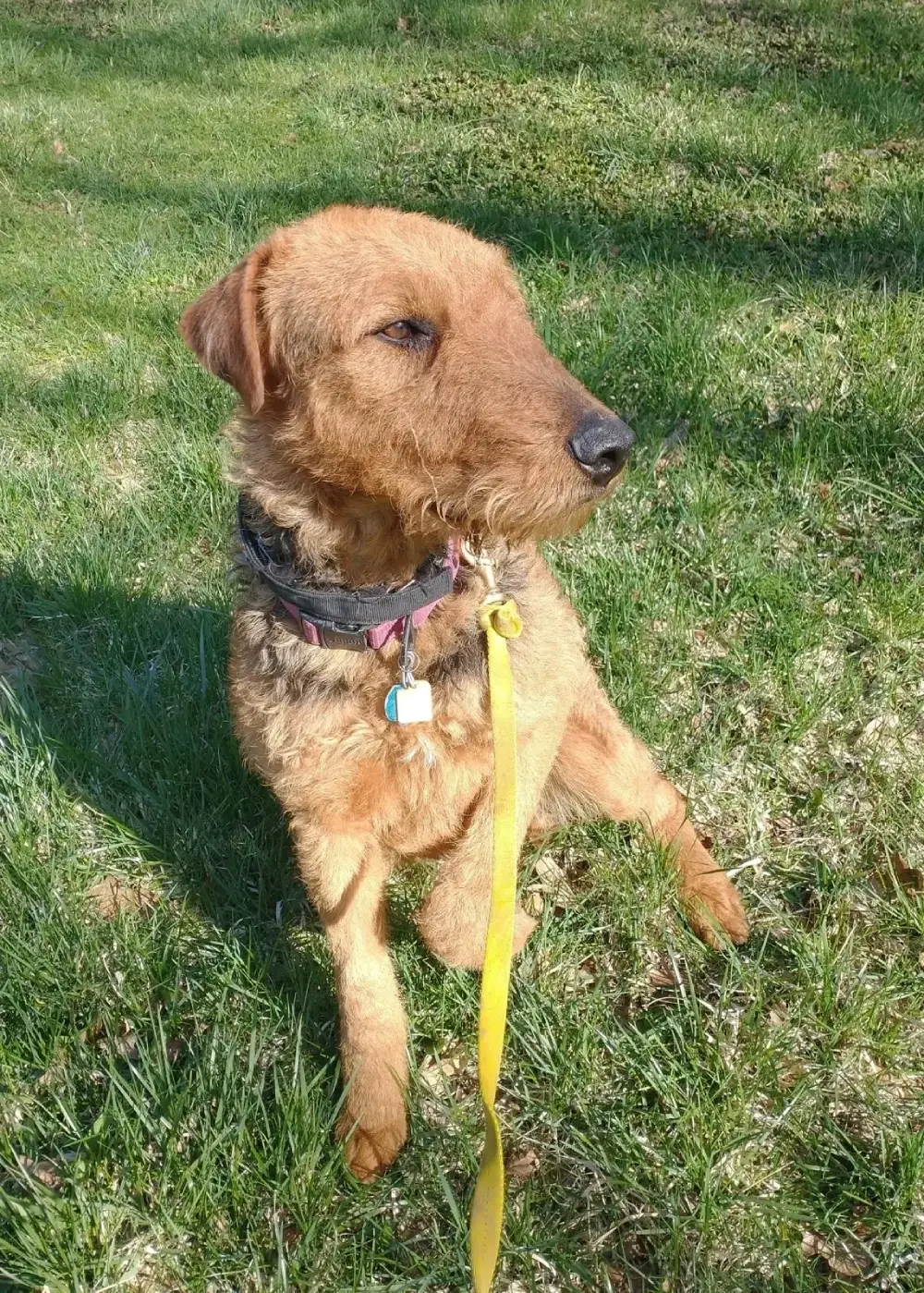 Brown dog sitting on grassy field outside.