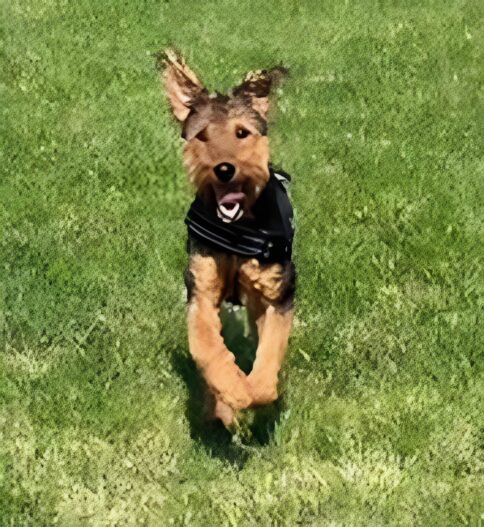 Dog running joyfully in grassy field.