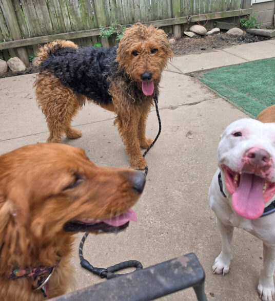 Three dogs playfully interacting outdoors.